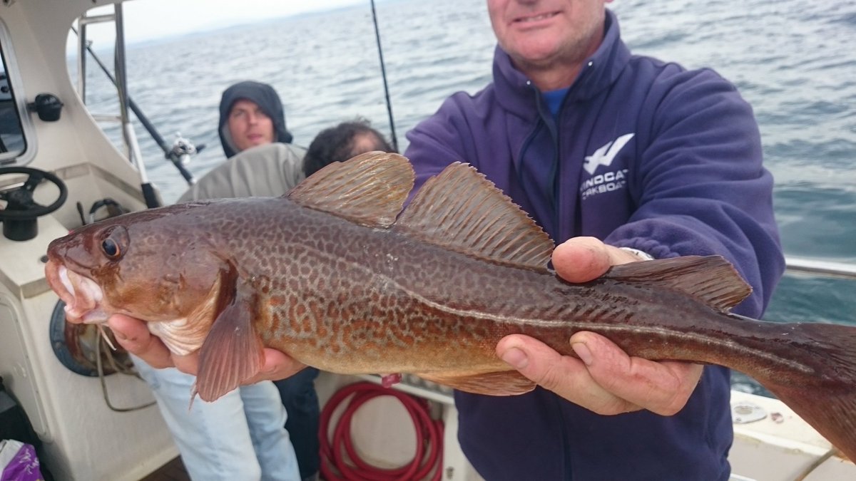 Donegal Bay Charters tweet media