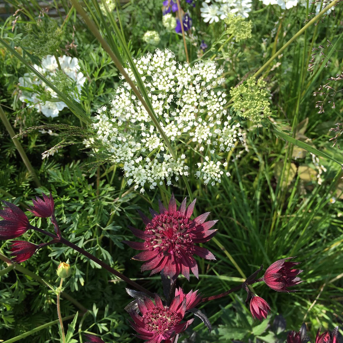 JP_Archscape's tweet photo. Astrantia Major Ruby enjoying the sun @bloominthepark @HortusLoci #podscape @JP_Archscape https://t.co/EQafKuMZrx