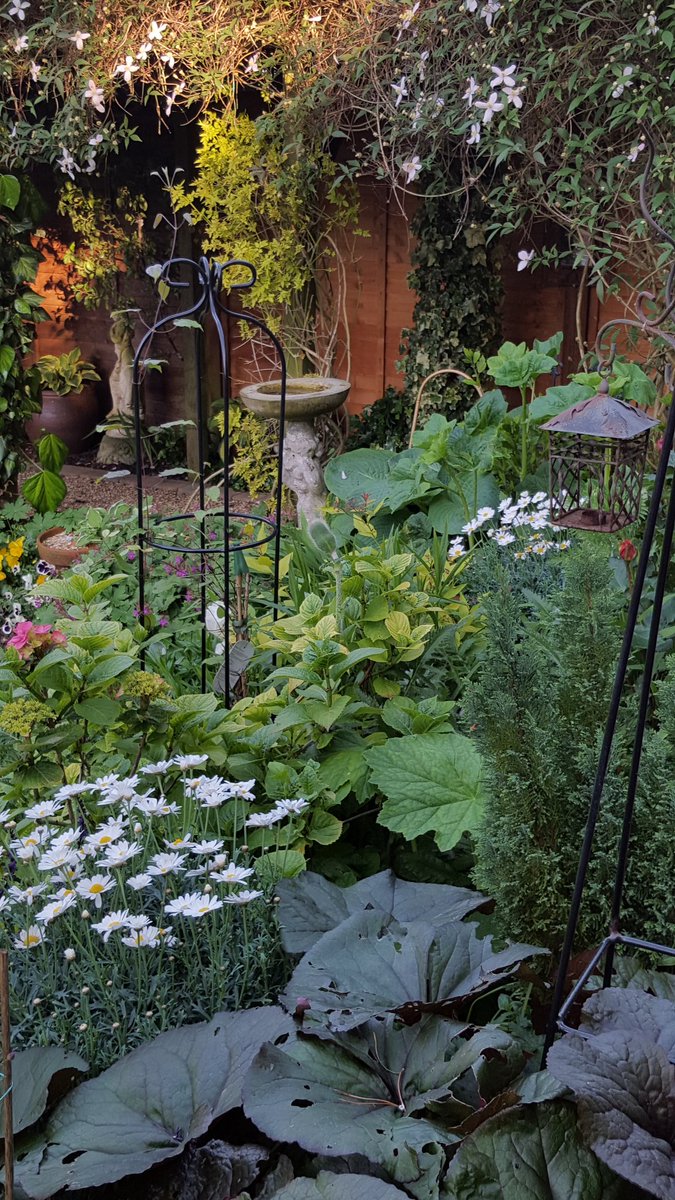 mikecn055's tweet image. Great summer evening here in @ourburysteds Garden maturing for #26thJune Moreton Hall Open Gardens @TheCoffeeHouse5