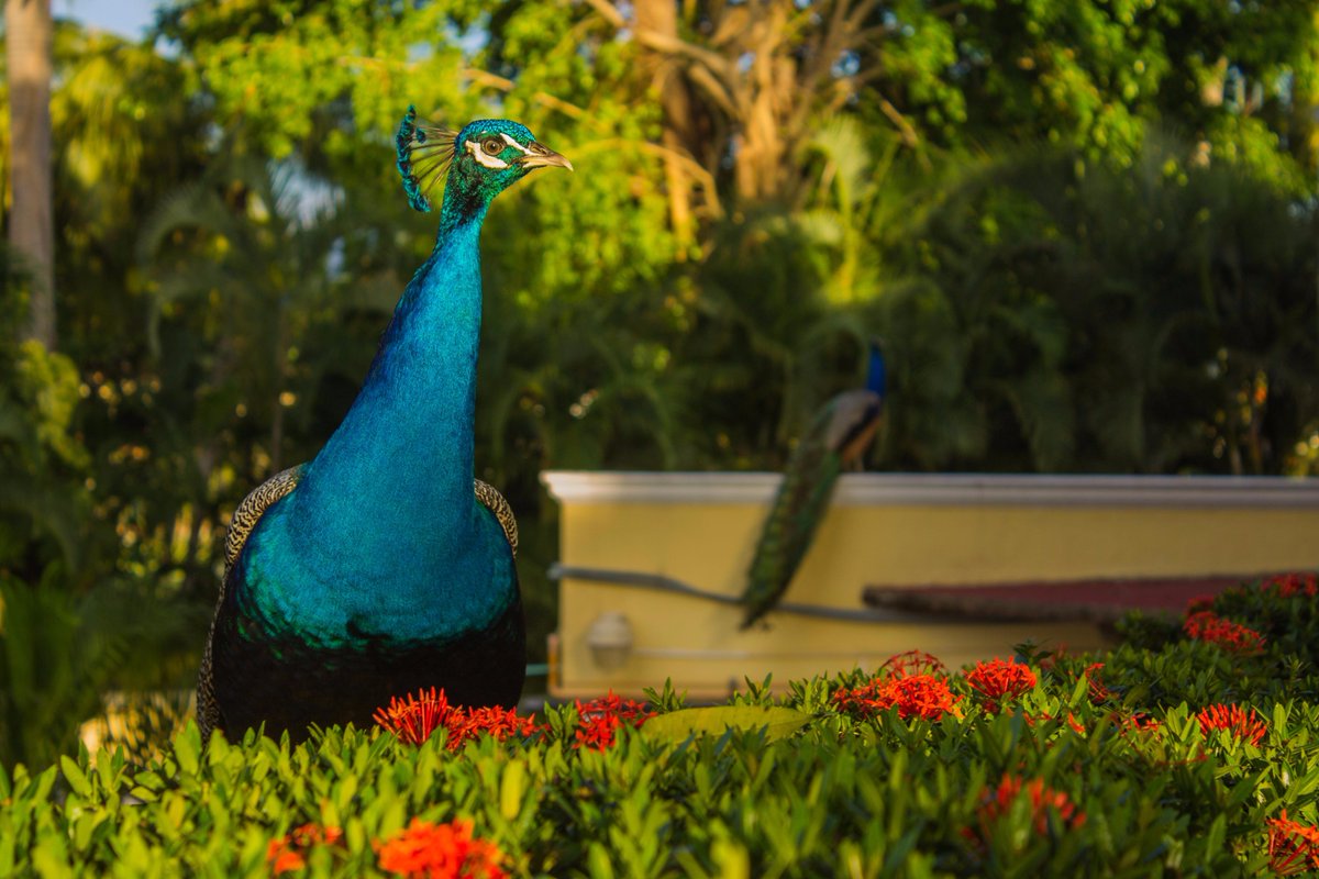 HotelCasaVelas's tweet photo. @HotelCasaVelas siempre comprometido con la flora y fauna, se une a la celebración del #DiaMundialDelMedioAmbiente. https://t.co/14hPzxLIcG
