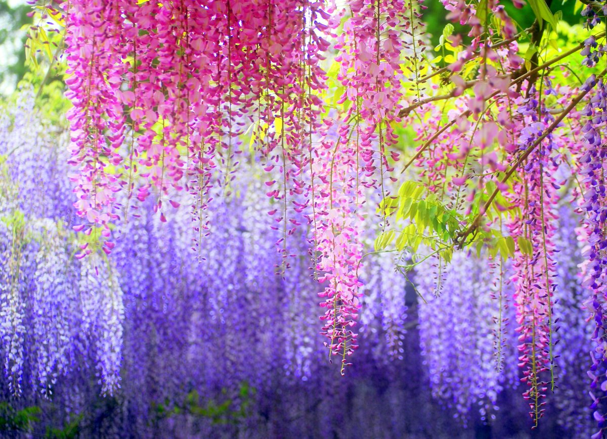 L515GP's tweet photo. Glicinias, #flores colgantes de #Japon 
Wisteria, #flowers #pendant #Japan https://t.co/mqh24vKhX0