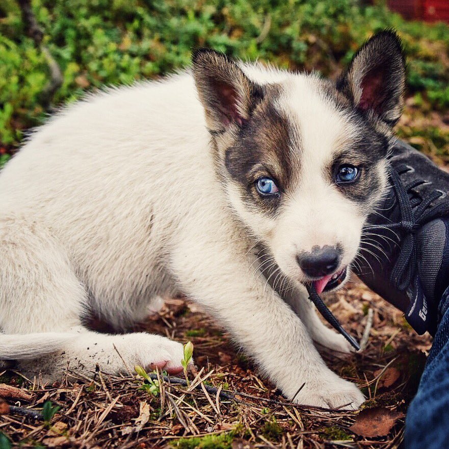 arcticlapse's tweet photo. Future Finnmarkslopet runner, but now: shoelaces 😄 https://t.co/6EmlmiU3OT