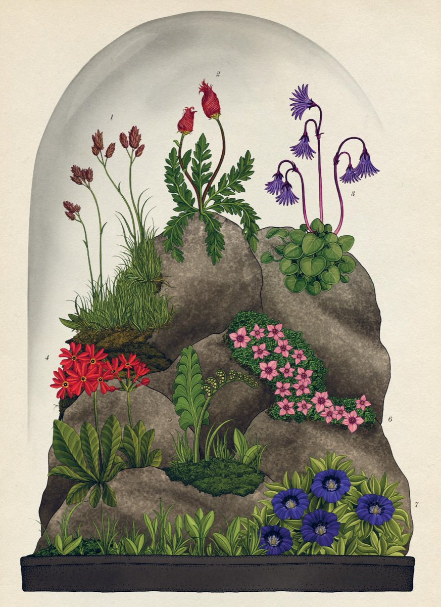 templarbooks's tweet image. RT @BigPicturePress We&apos;ve been sharing sneak peeks of Botanicum this weekend, take a look at this beautiful book 👇