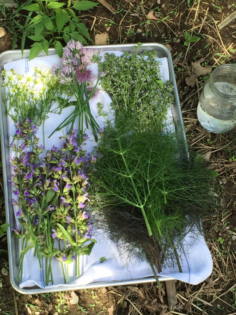 <a href="/Churchview_Farm/">Churchview Farm</a> @jamilkabm, perfect for a farm dinner!  Nothing better, picking the herbs while drinking a G&amp;T!