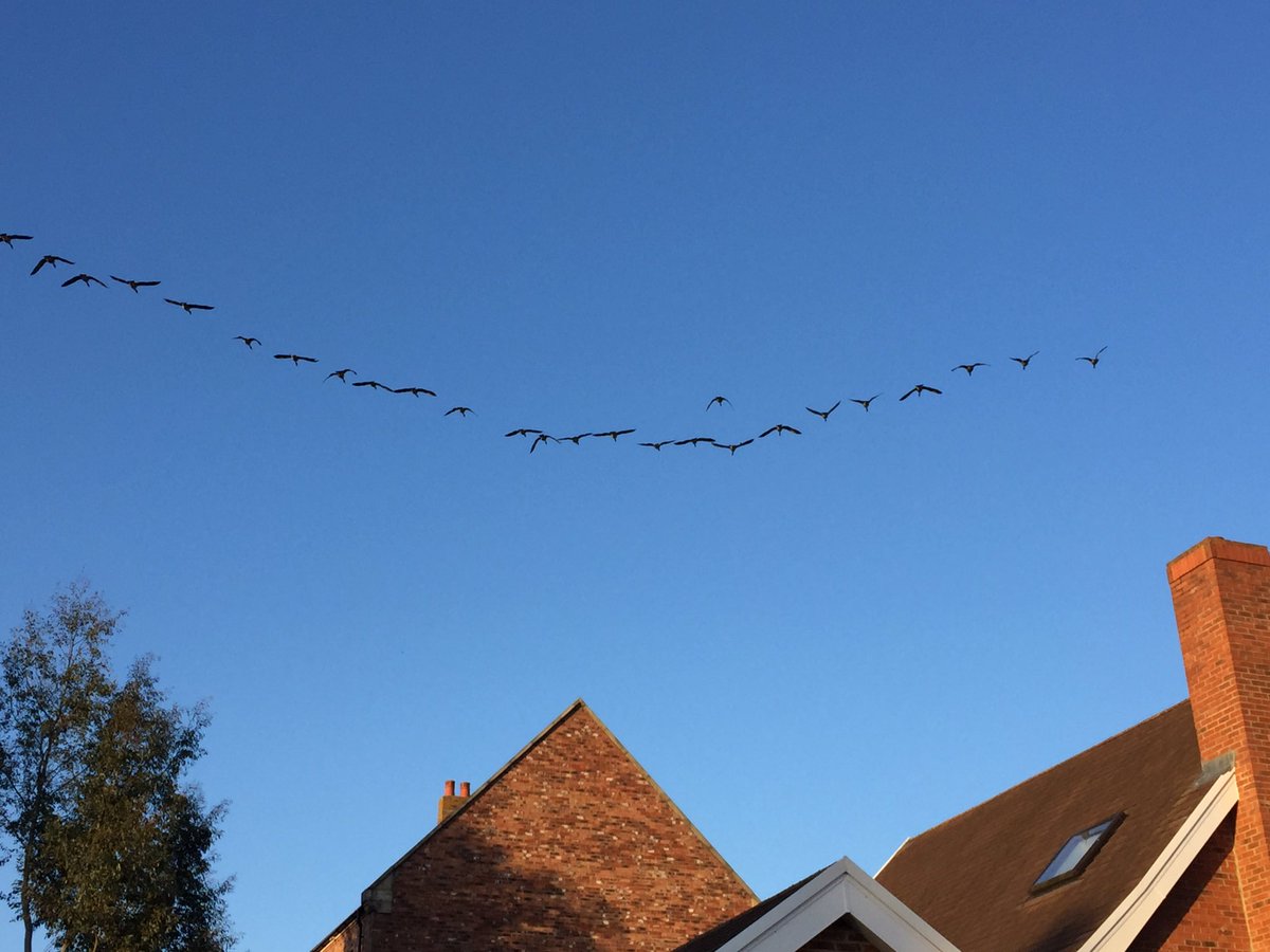 cath_step's tweet photo. Jess🐶 fancied her chances with these tonight #daftdog #chasinggeese https://t.co/lKYzkG2ZZm
