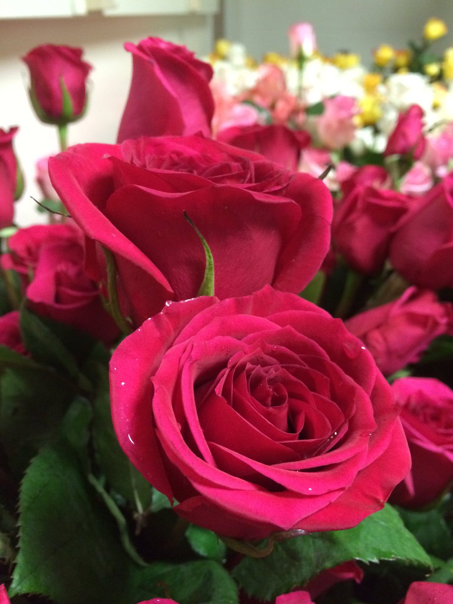 OrchPM's tweet image. Orchestra and @pmchorus students... We still need a few more hands to help prep the 2016 grad roses! 3:15pm Monday!