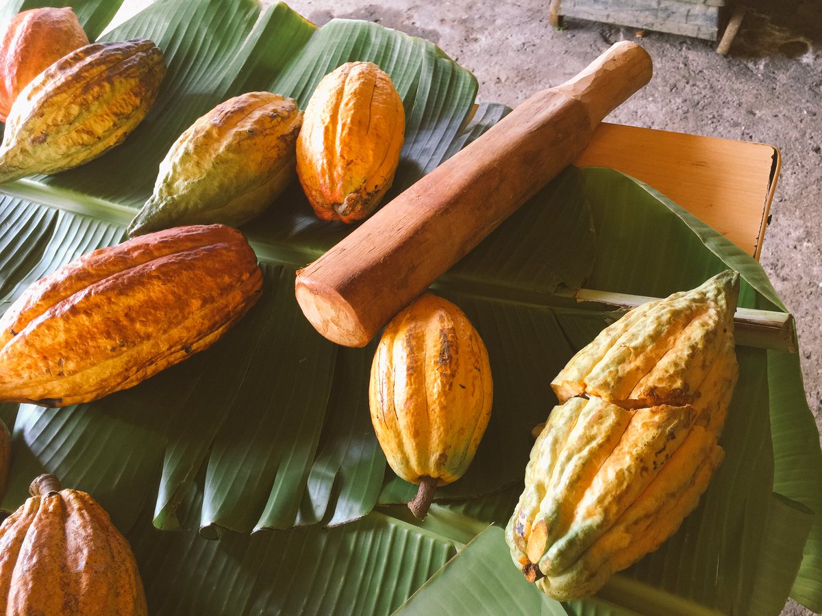 #cacaopod @BelmontEstates @GrenadaChocolat @GrenadaChocoFes @triislandchoc @nwchocolate @damsonchocolate