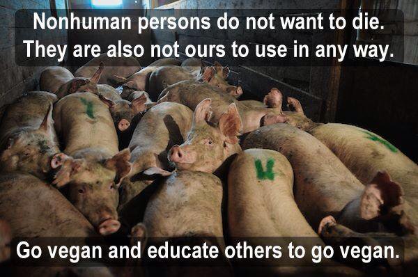 Animals are not ours to use in ANY WAY! #GoVegan #AnimalsWantTOLive #NotOURS #THINK #LOGIC #LOVE #Foodie #farm365