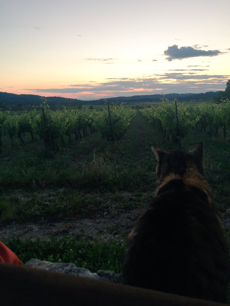 AlexanderJawtec's tweet photo. Just had dinner with this view and this cheeky cheese loving monster #provance #SouthOfFrance https://t.co/c15AfN9Dk5