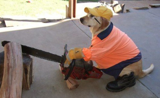 PerryMasterson's tweet photo. @TheMetamancer"Hi,heard you could use a Paw!My cousin's in Roof-ing!" :) #WillWorkForKibble #SafetyFirst #NapsSecond https://t.co/E0ryblXtwb