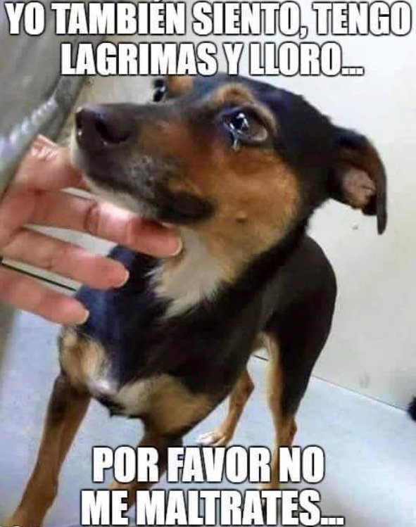 eco_larevista's tweet photo. #MiguelUribeCumplaleALosAnimales Los animales necesitan protección, bienestar y respeto. https://t.co/FqzpPUWjY5