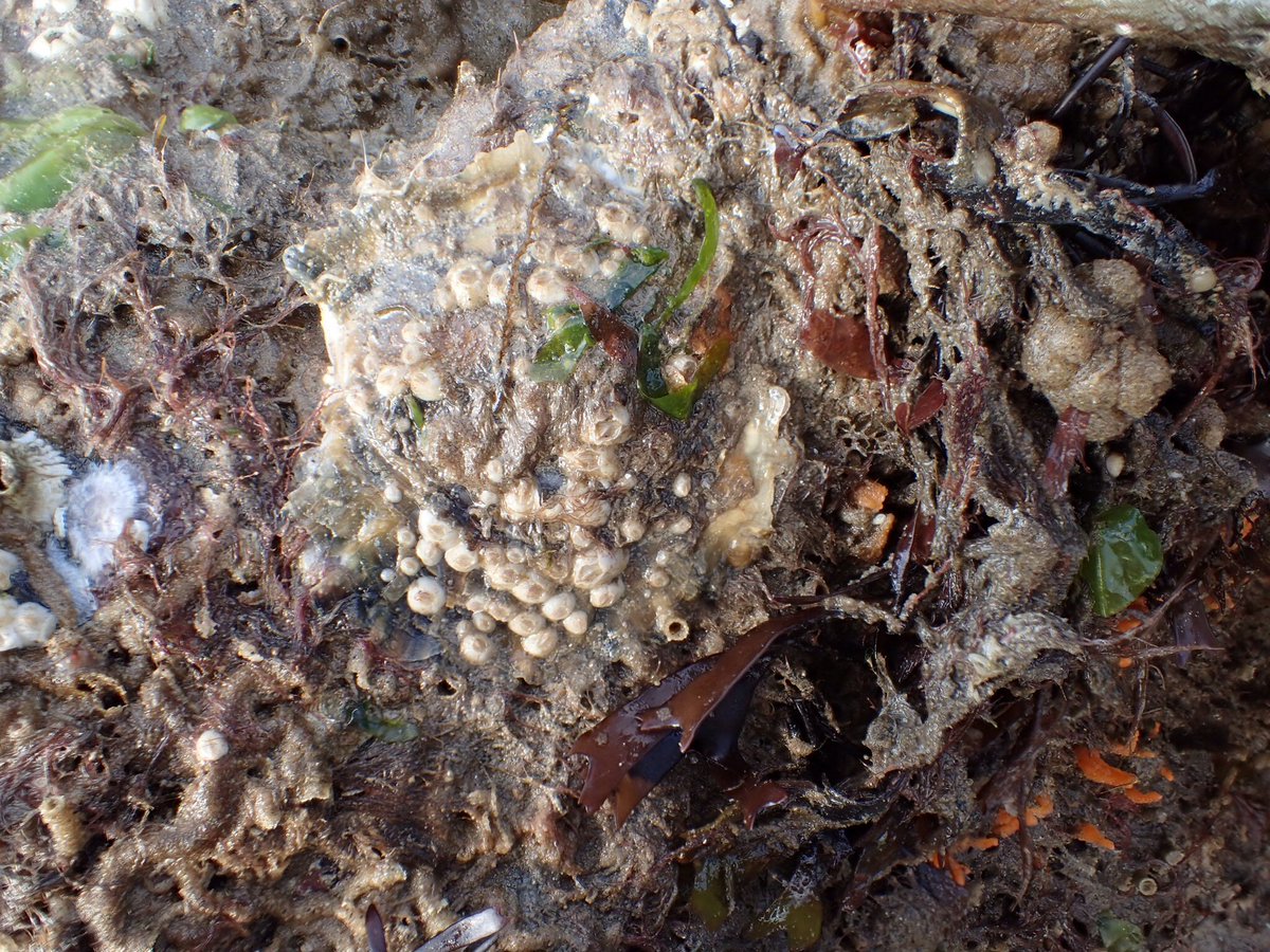 Ostrea chiliensis attached to boulder, southern shore of the Menai Strait. Is it spreading? #NonIndigenousSpecies