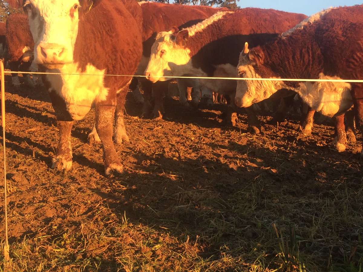 waikakagenetics's tweet image. If only the end of #Winter16 would look like this. #dreamsarefree