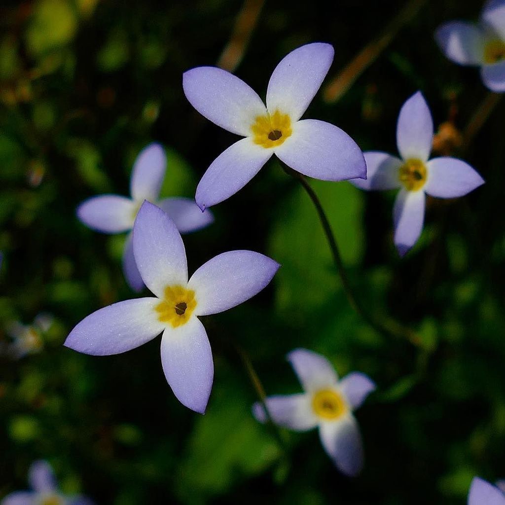 jeffmorey's tweet photo. #bluets #hamiltonfalls #hiking #trail #vermont https://t.co/dAGxPVaIiy https://t.co/UVdehjw0Nt