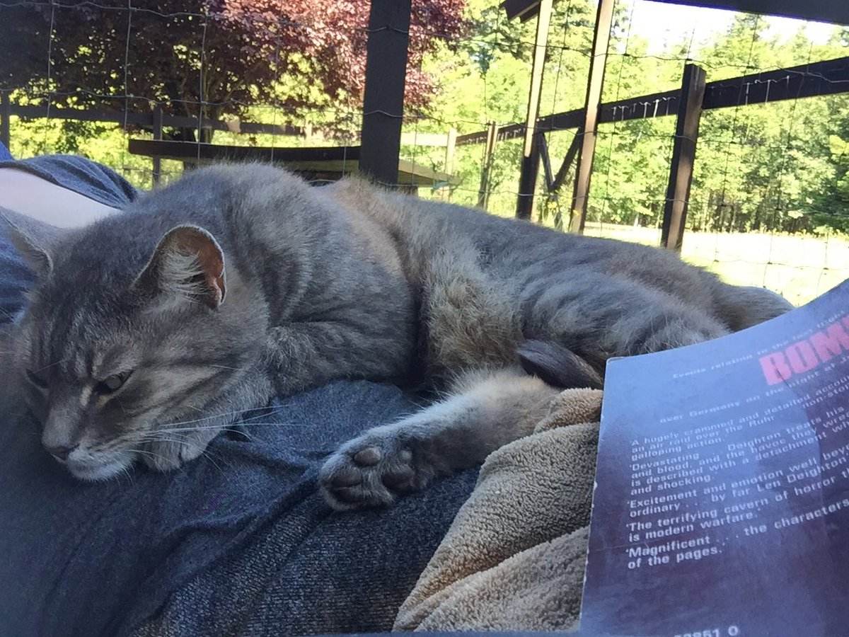 bronleamishler's tweet photo. So hot the cat might have melted. #wawx #toohot #weneedapool https://t.co/ya87iE8Y5V
