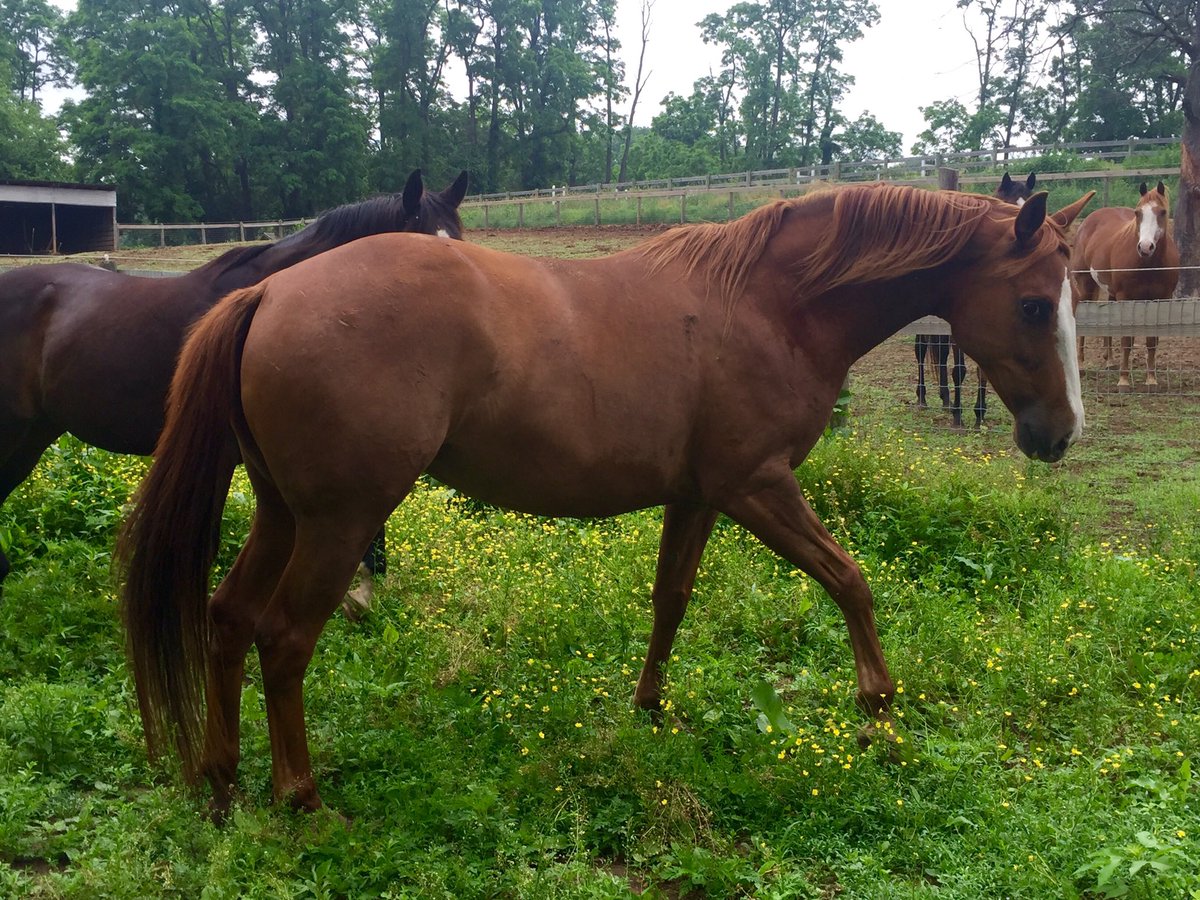 kelseedear's tweet photo. When you have the prettiest mare to have your foal 💞🐴 #warmblood #paint #draftcross #gabby #breedingseason https://t.co/qXCBbXYqdK