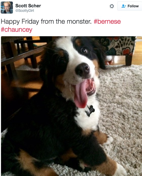 Theot61's tweet photo. 17 Pictures That Prove Big Dogs Are Friggen' Nerds

Biggest dweebs around.   https://t.co/3bUnSM31sr https://t.co/sYRz4Ldl8o