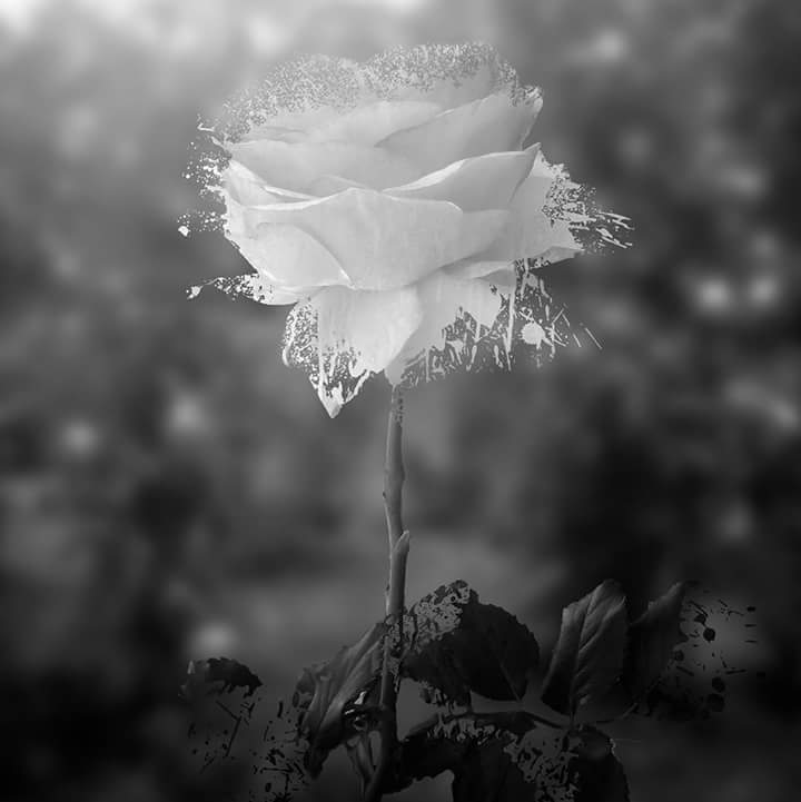 الحب ♥ القدر الموت نفسي ان احب حتى نفسي الحب ♥ العاشق