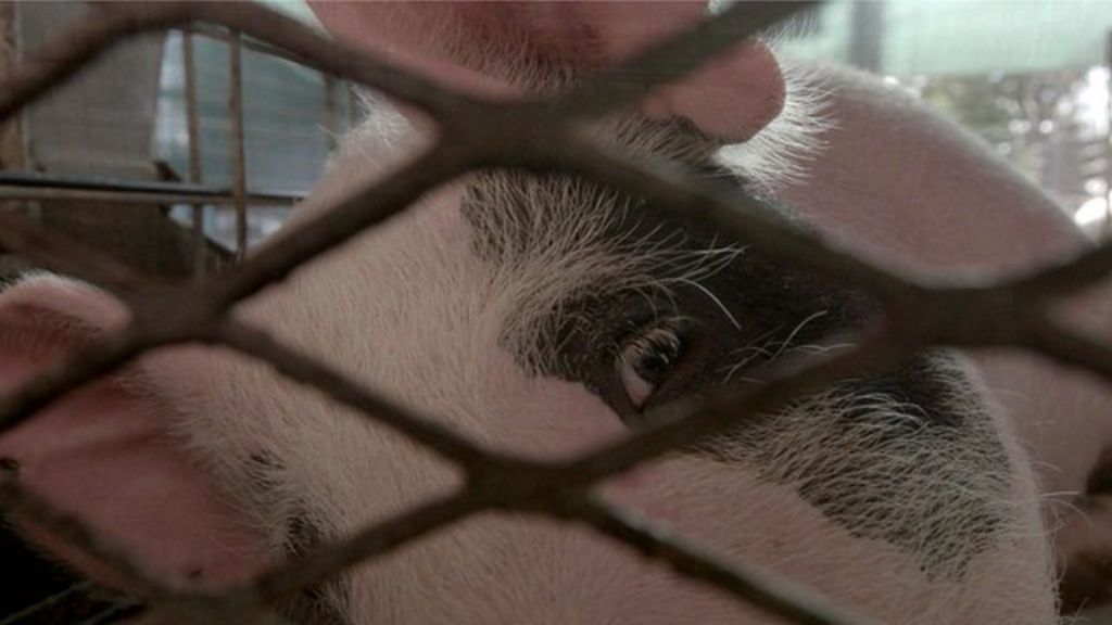 BBCScienceNews's tweet image. VIDEO: Lab tries to grow human organs inside pigs bbc.in/1Xv1LVL