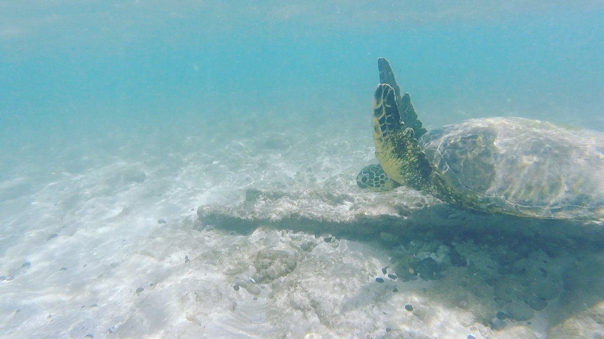 friendly turtles are the best kind of turtles. <a href="/GoPro/">GoPro</a> @k_morg_ #day2 #maui