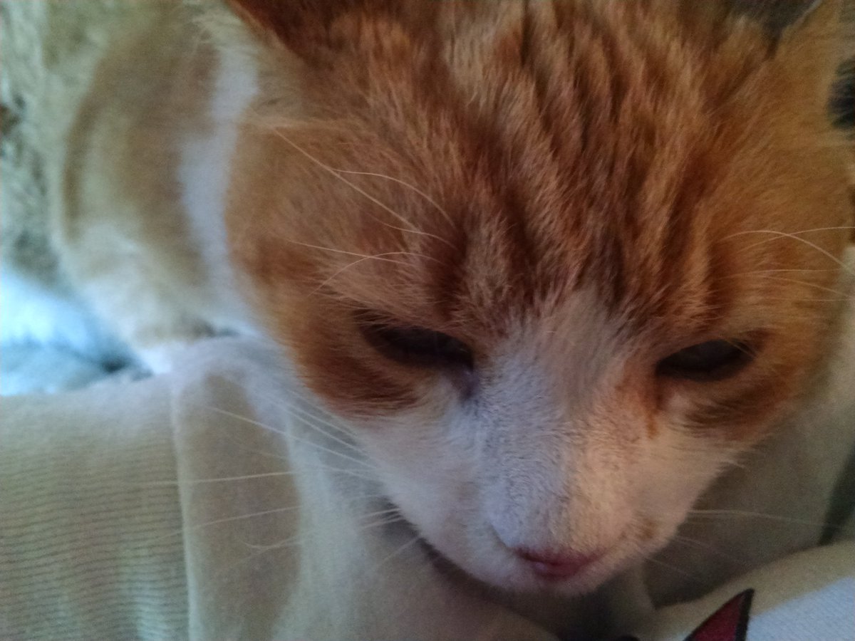 MMReynolds22's tweet photo. It's ok if I rest my head here right? #lovetocuddle #lovemypet https://t.co/TqO68FZsxS