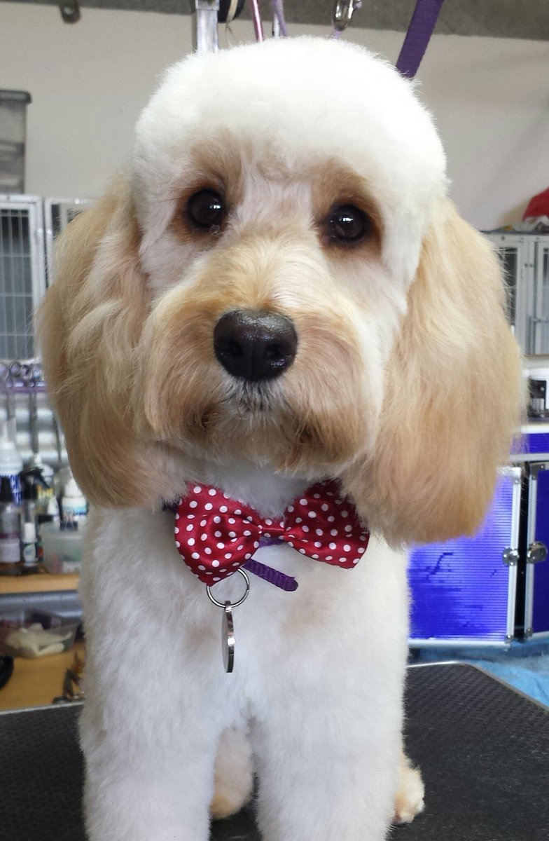 Bookings available threw out the week for your furry friends winter trims  to a full pampered groom we can do it all