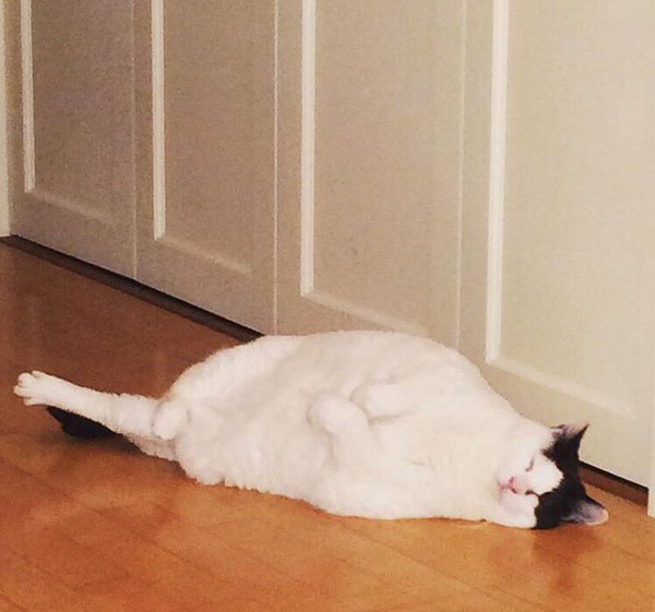 IronHeartTransl's tweet photo. Aikawa Maho: “You look like my cat!” Zukki: “Really? I’m so happy!” But Aikawa’s cat is... https://t.co/WWEQybhC0z https://t.co/A6sv9Q2GYr
