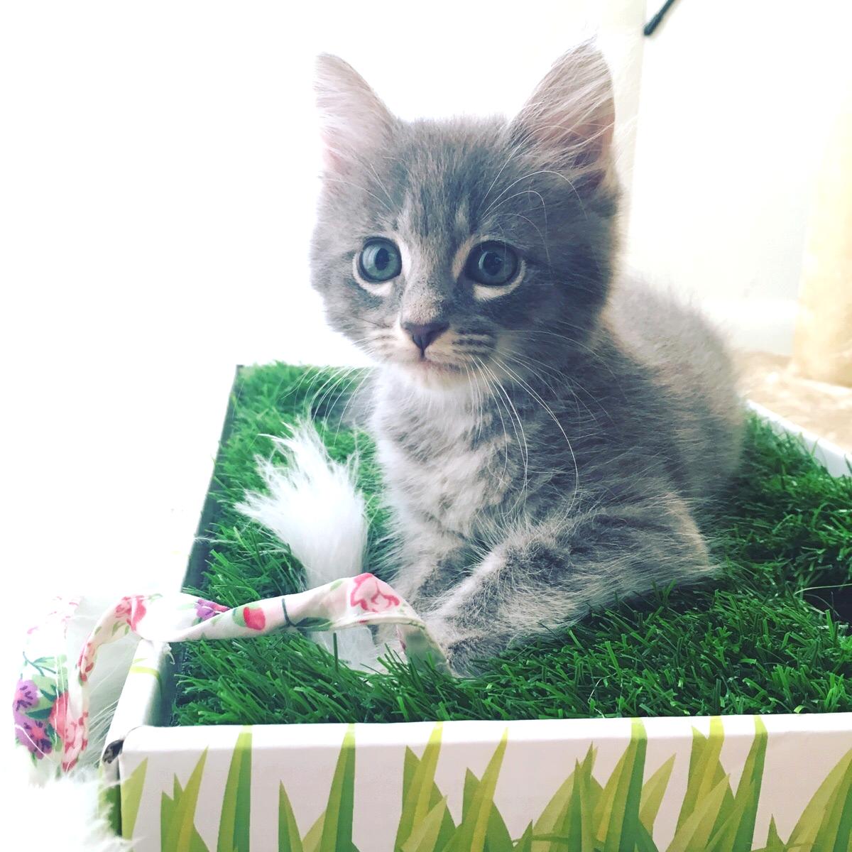 pathofanimals's tweet image. Say hello to my new kitten  Fiora.