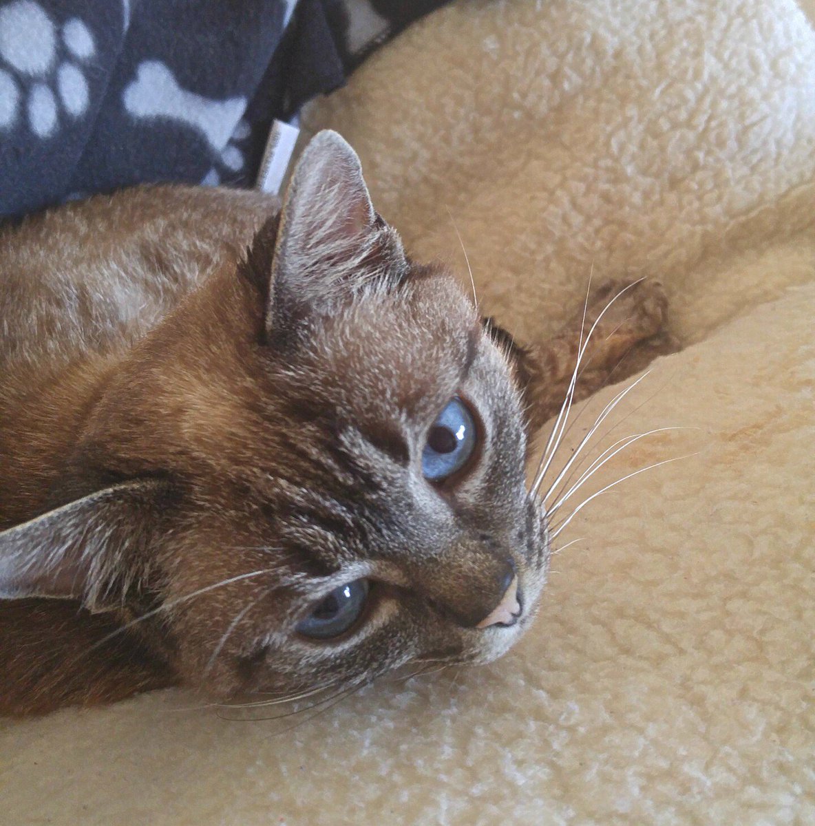 samsons_story's tweet photo. It feels like a day of doing nothing!
#mondaymeh #mondaymorning #fivpositiveisnotanegative #felineckd #AdoptDontShop https://t.co/JZ1VmtGG84