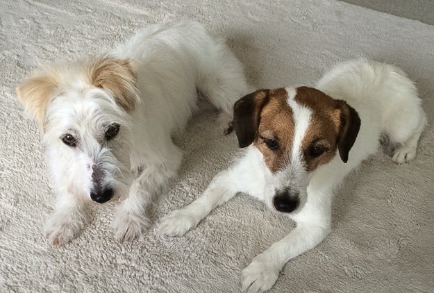 昨日は2ワンズは
シャンプーでした。
スッキリしたね。