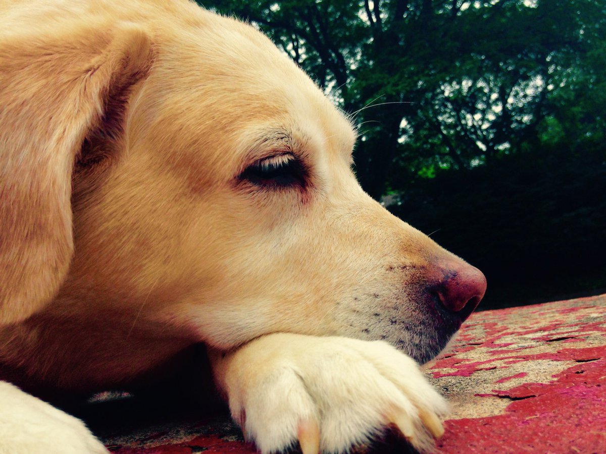 BuckyOwnsMyAss's tweet photo. Hey @ChrisEvans I heard what happened today, I nearly cried when I found out :( Here's my dog Alice to cheer you up! https://t.co/CC2pqbqWVi