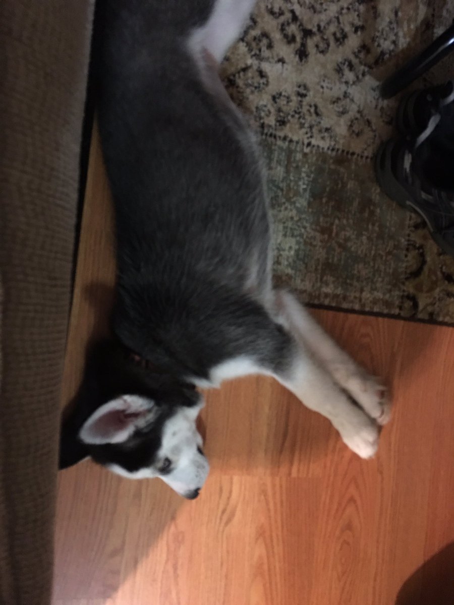 It's been a long day!!! #husky #maggiethehusky #Atlanta