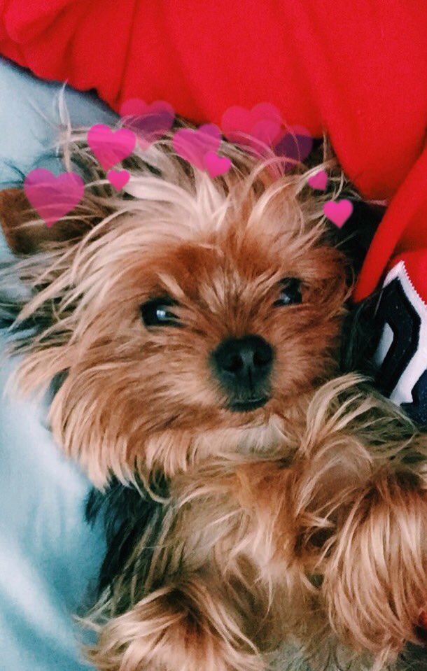 hearts on puppies (@heartsonpups) on Twitter photo 