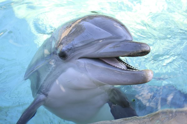 MariaQuenata's tweet photo. What you should know about Dolphin? https://t.co/q5ZMddptRk https://t.co/mu3G2JOuFX