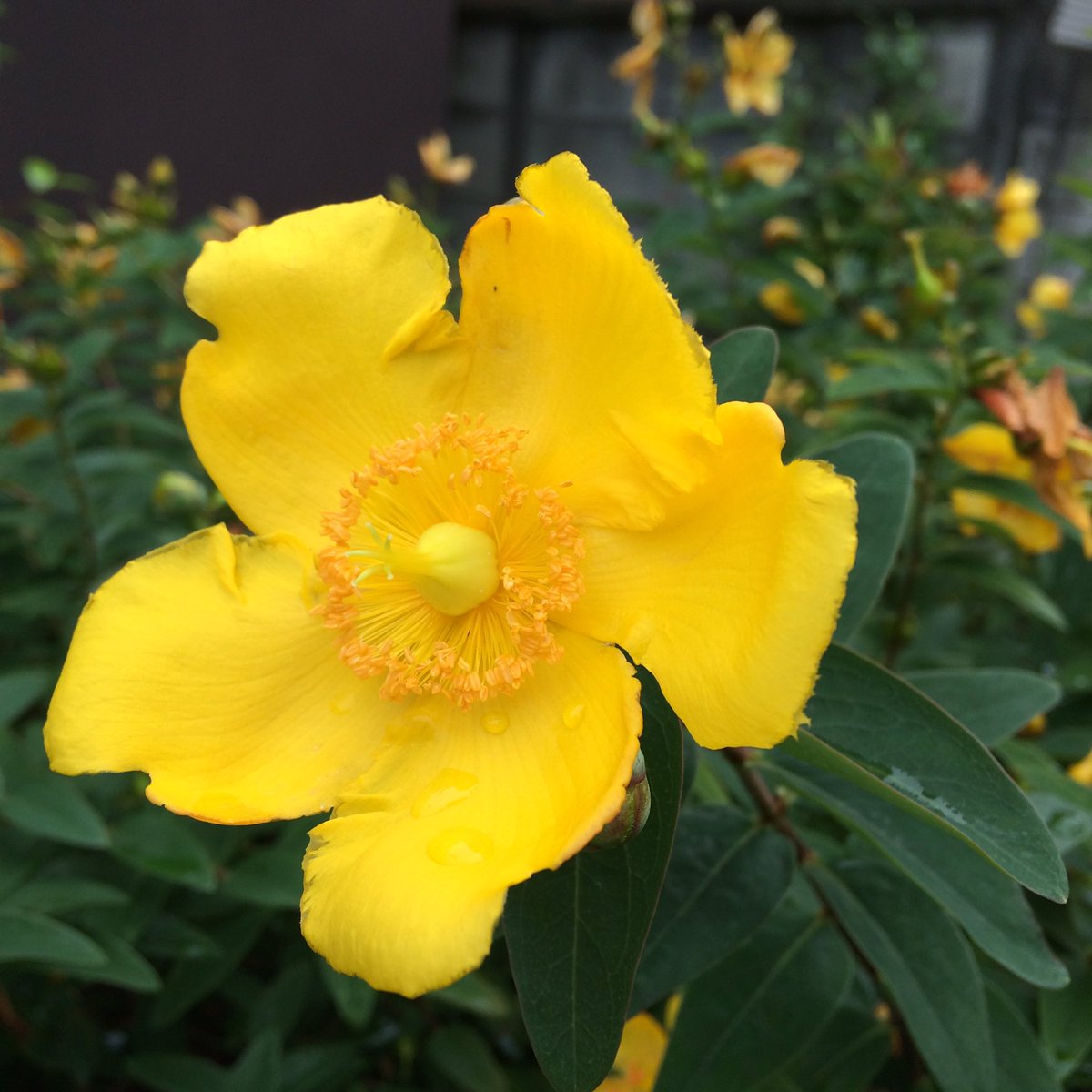 タイリンキンシバイ