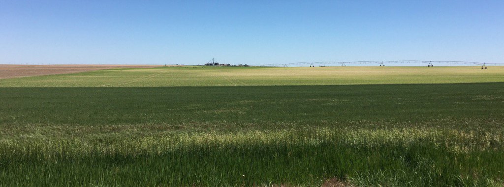 Verdesian_robm's tweet image. The corn in the background is on pivot But heavy rains have drained the crop of N! #stoptheloss #leached @verdesian