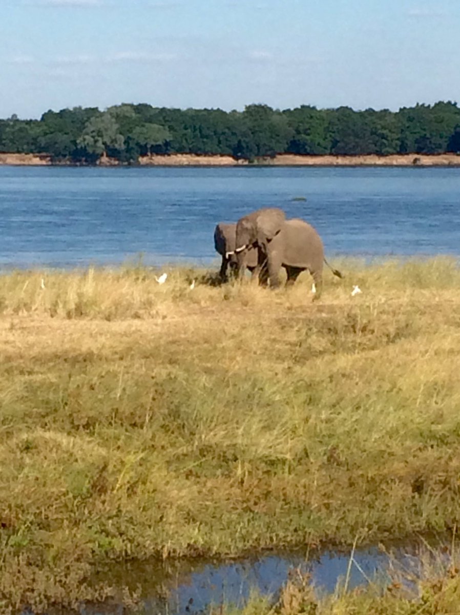 HenrikCederin's tweet photo. EU tour to @CLZAfrica on wildlife conservation. Dogs used to fight poaching. CEO Ian and his team very committed. https://t.co/E2ajJjDPjg
