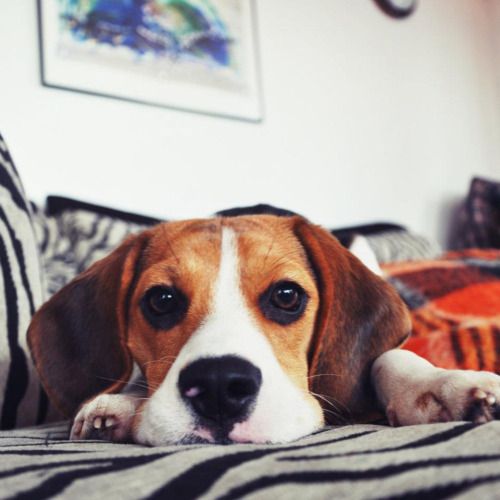 WeLoveBeagles's tweet photo. Gorgeous Beagle! https://t.co/ZifFk8J7m4
