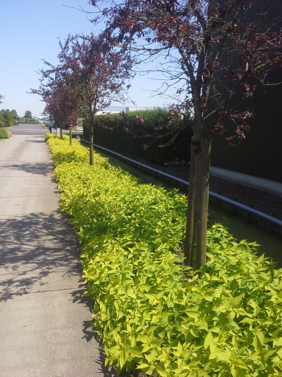 <a href="/PlantippPeter/">Plantlover Peter</a> <a href="/NeilAlcock/">Neil Alcock</a> This week we plant the rooted cuttings. In the garden they almost blooming <a href="/food4bees/">Stichting Food4Bees</a>