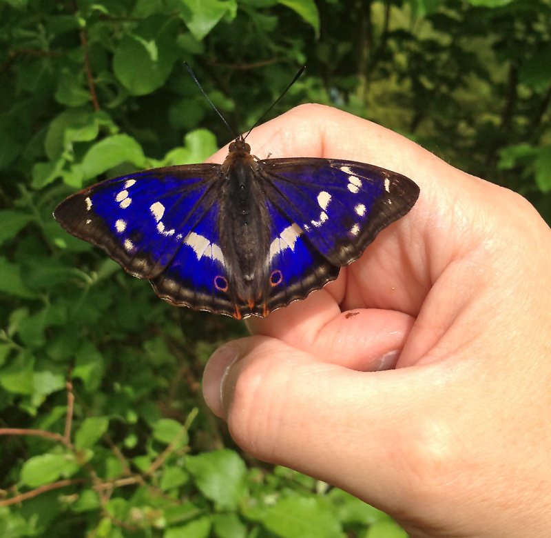 Greenwings Wildlife Tours tweet media