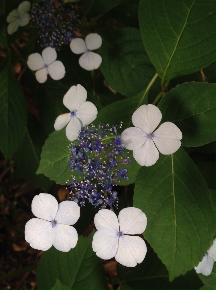 紫陽花は雨に似合います。
目黒不動の大日如来様のそばで撮りました。