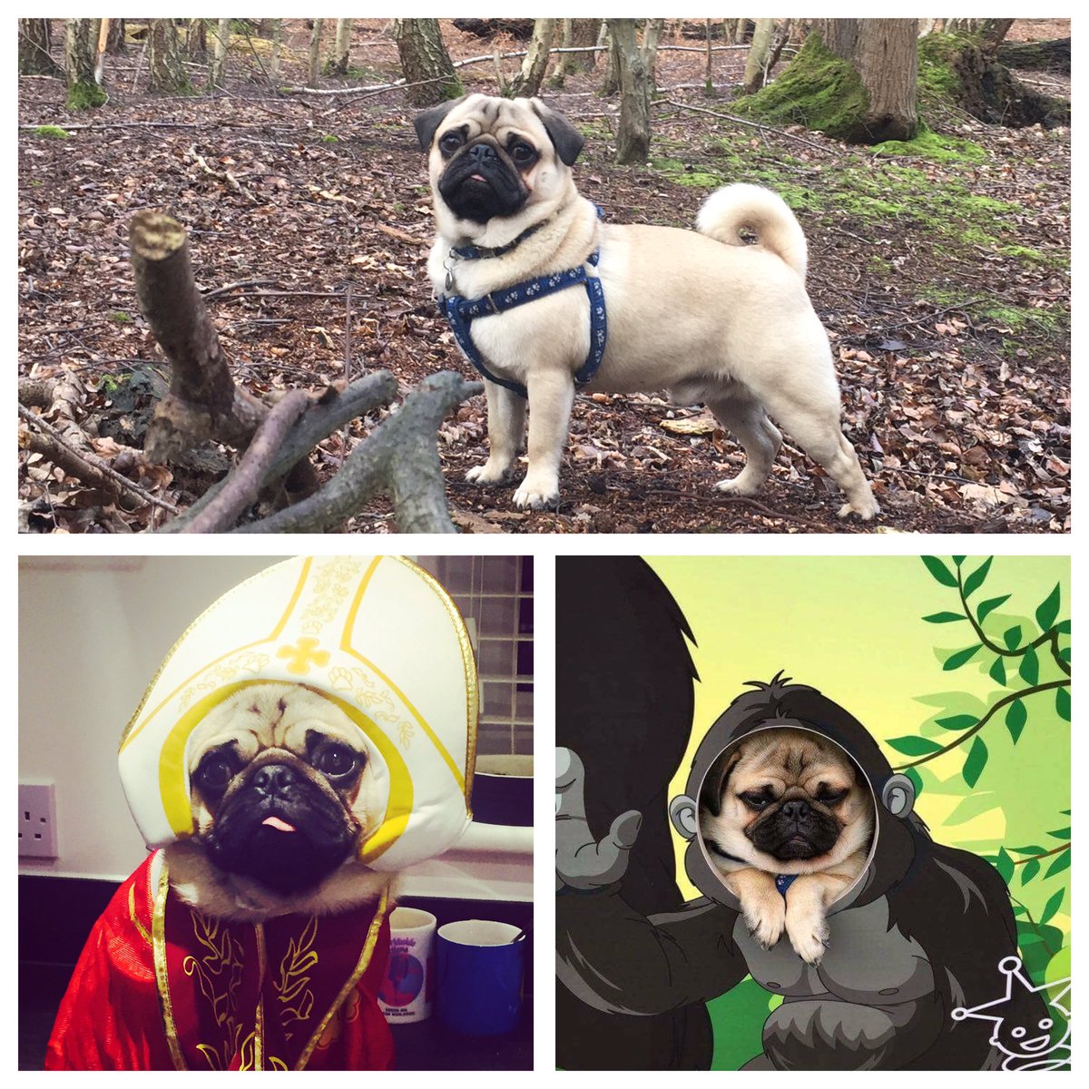 Hollygray80's tweet photo. @grimmers Hiya Percy the pug would love to be your guest 🐶 https://t.co/uGUdarCuLe