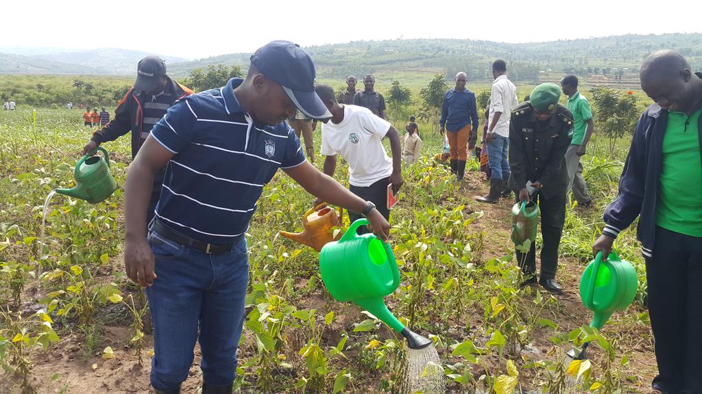 Kanyamupira's tweet photo. Happening:Min.@nsanganira in #Karembo @NGOMADISTRICT for a special #Umuganda on #SmallScaleIrrigation @RwandaAgri https://t.co/Ta3qv4LG2f
