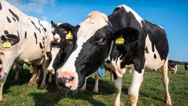 FarmersWeekly's tweet photo. Milk from forage potential limited in NI by grass production and quality, says @AFBI_NI https://t.co/VaYucPtOls https://t.co/fp5AXrzmPD
