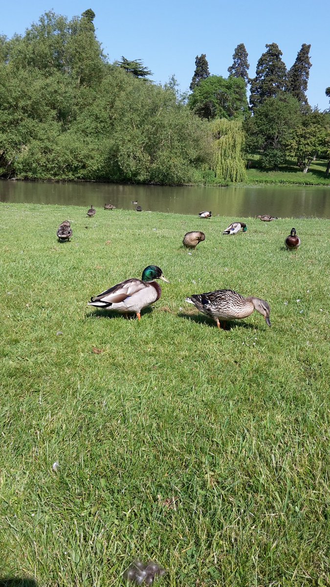 RevDianeCooksey's tweet photo. Morning stroll with the ducks before the course begins...@bev_jameson https://t.co/KjHvMnFrIN