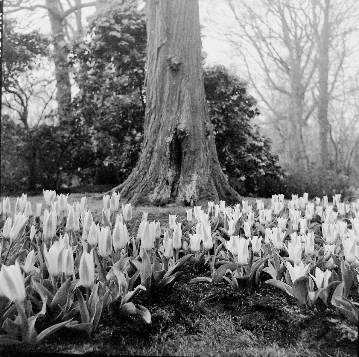 Wulo3's tweet image. 'Absent.' Twitter wants to know "Who's in this photo?" I told her to step out of my frame. #tulipsinholland