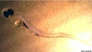 IntNot's tweet image. #Ciencia "Los peces se están haciendo adictos a comer plástico" internacional.ga/ciencia/los-pe…