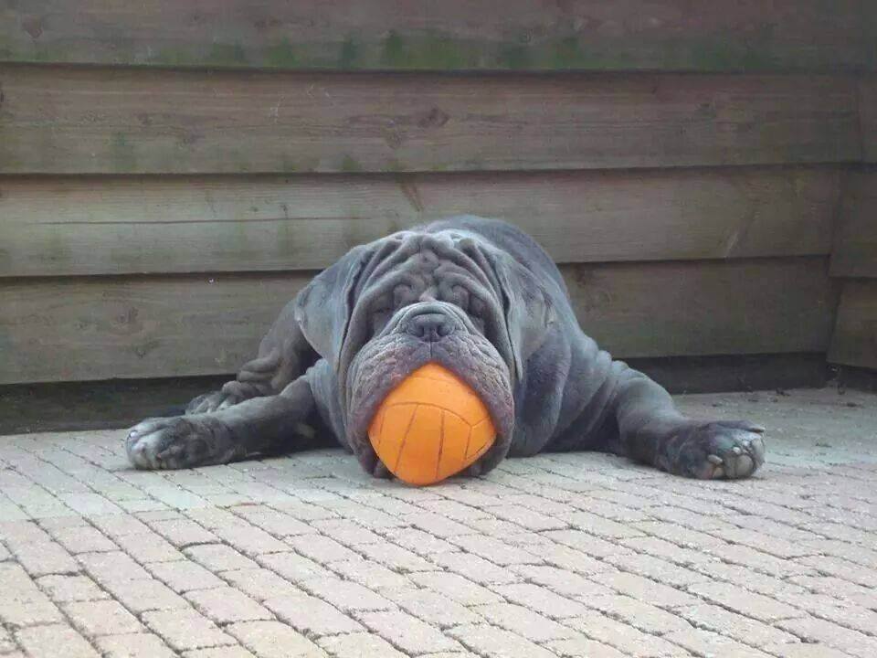 Dogs and Puppies tweet media