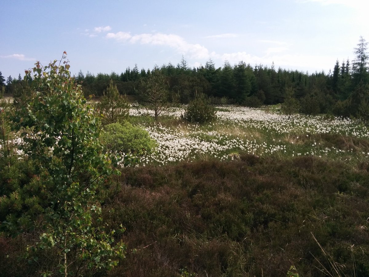 _LineNielsen's tweet photo. 6/30 @30DaysWild walking mums dog #naturetrail #1hourwalk #23ยฐC #summerInDK #Danishnature #tiredlittledoggy https://t.co/hxIkmEkcCo