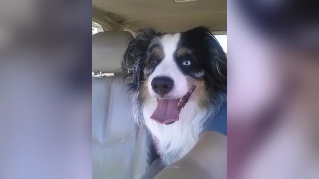 Dothan Grooming (DothanGrooming) Twitter